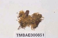 藏品(青苔科)的圖片